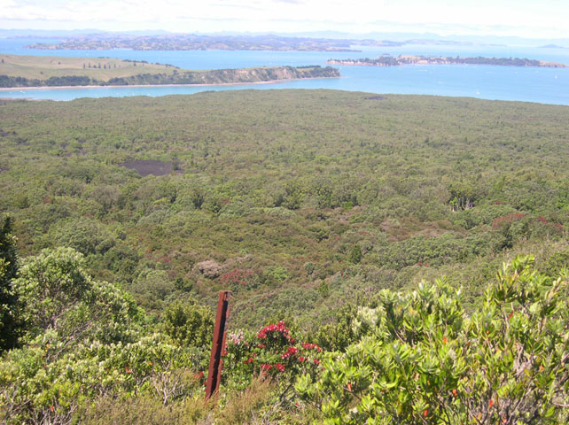 Pohutukawa-Bume