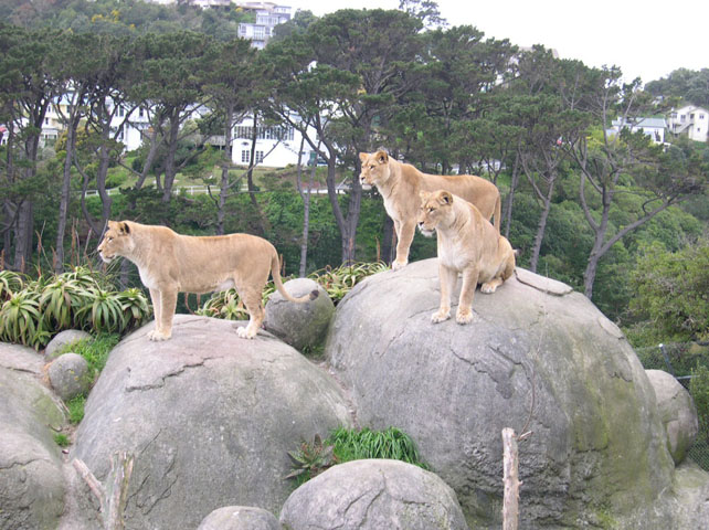 Wellington, Zoo